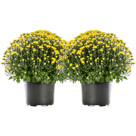 2 potted mum plants side by side with yellow flowers and lots of green foliage showing through on a white background