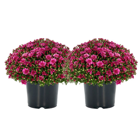 Two pink Chrysanthemum arrangements in 3-quart nursery planters, full of blooming mums and vibrant green leaves, on a white background.