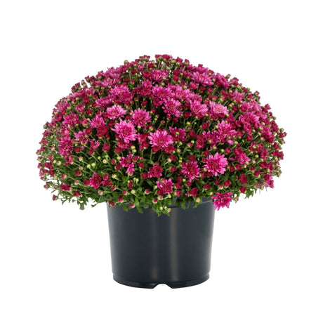 Pink mums, full and vibrant, the Chrysanthemums are growing in a black nursery pot on a white background