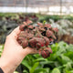 Red Fittonia Houseplant in 3 inch nursery planter with blurred greenhouse in the background
