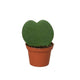 hoya succulent heart shaped in small nursery planter on white background