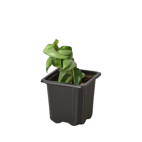 succulent rope plant The Snobby Leaf | Hoya Rope Plant - 6 inch Pot