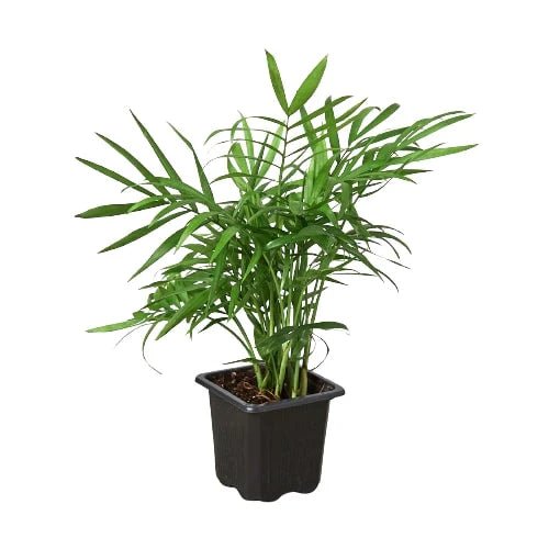 parlor palm clean air Parlor Palm