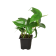 philodendron cordatum heartleaf houseplant in 3 inch nursery planter, isolated