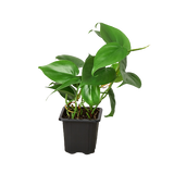 Philodendron Cordatum Heartleaf