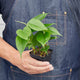 philodendron cordatum heartleaf houseplant being held by person in blue denim apron