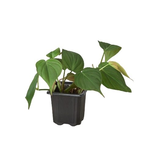 philodendron hederaceum velvet The Snobby Leaf | Philodendron 'Velvet' - 4 inch Pot