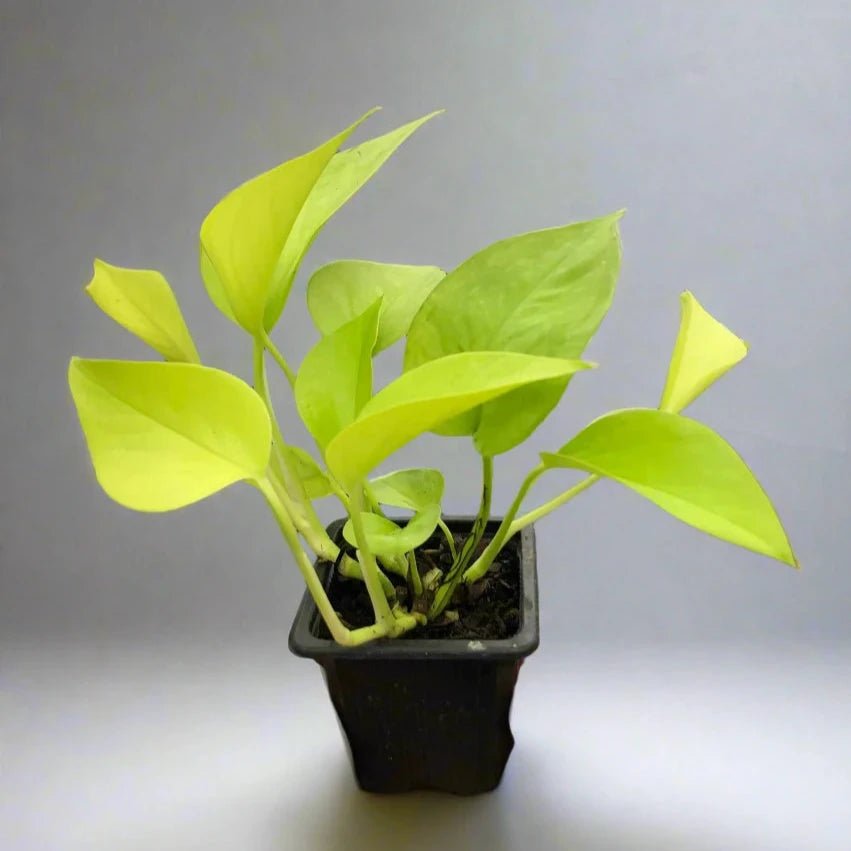 pothos concime naturale Pothos 'Neon'