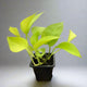 Neon pothos houseplant in 3 inch planter on neutral background