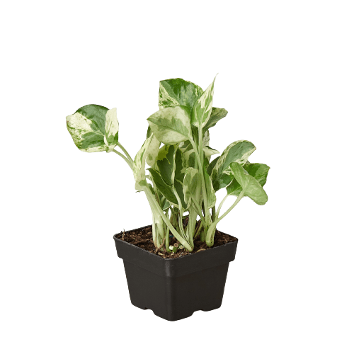 en joy pothos Pothos N'joy Live Houseplant