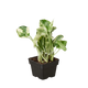 Pothos N'Joy Houseplant