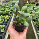 Jade Crassula Houseplant in 3 inch nursery planter with rows of houseplants in a nursery greenhouse in the background.