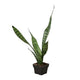 Snake Plant 'Zeylanica' in 3 inch nursery planter on white background