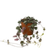 String of hearts succulent with heart shaped foliage in 3 inch nursery planter on white background