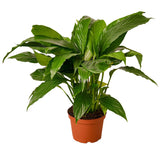 Spathiphyllum 'Peace Lily'