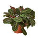 Large vibrant red maranta houseplant in nursery pot on plain white background.