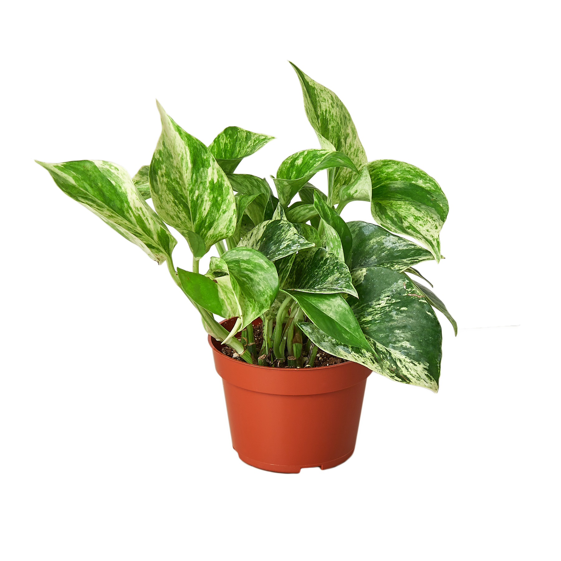 easy plant marble pothos Pothos 'Marble Queen' 6" Pot / Nursery