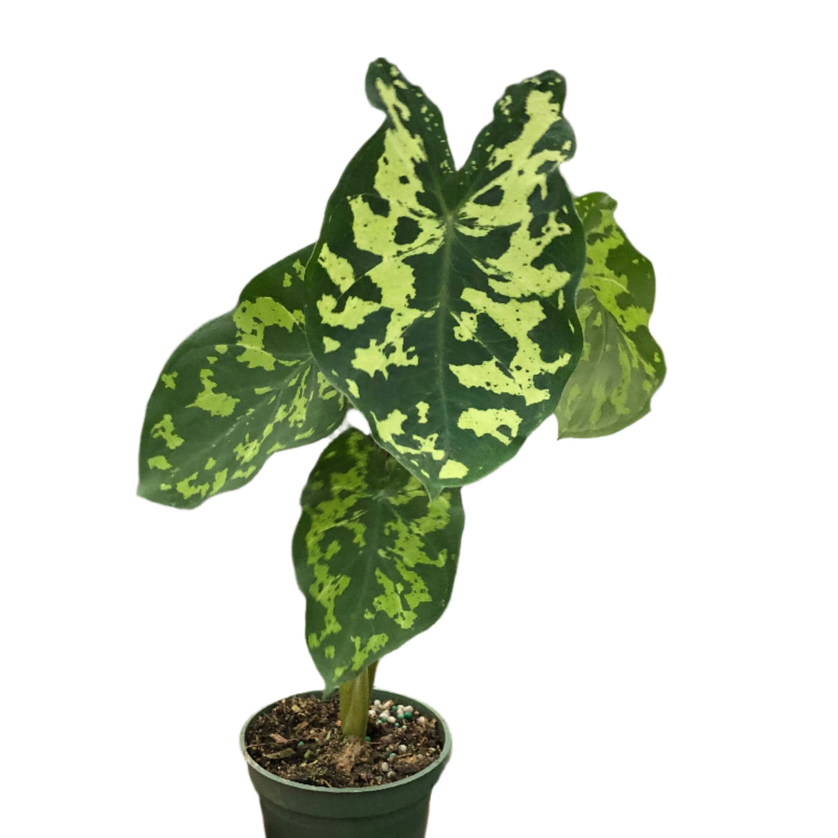 alocasia hilo beauty houseplant in 4 inch planter on white background