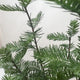 Close-up of Bald Cypress needle-like leaves, showcasing their feathery texture.