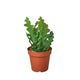 'Ric Rac' Fishbone Cactus