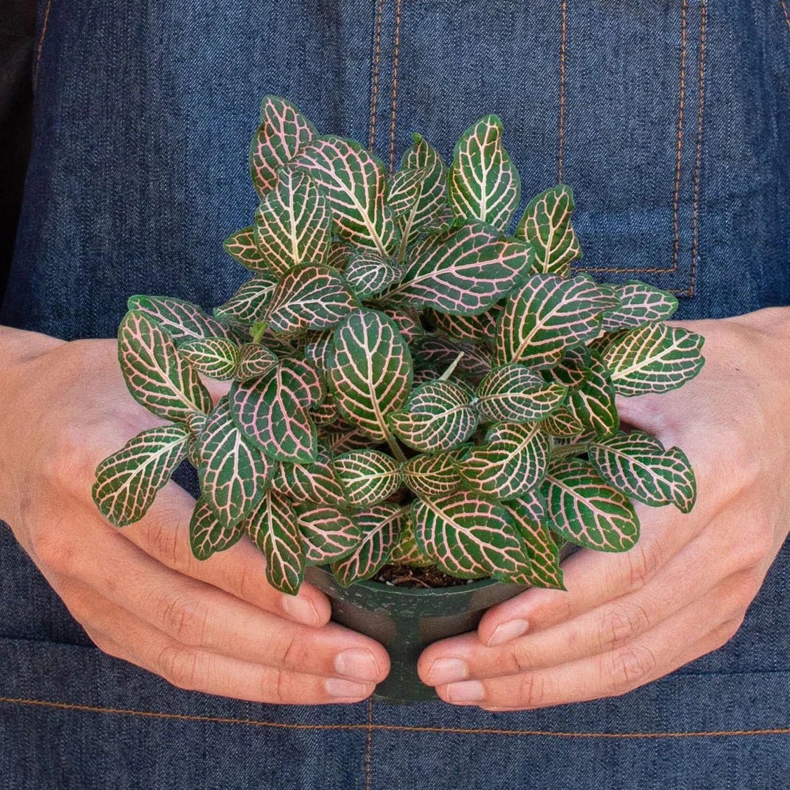 house plant green leaves with pink veins Pink Veined Nerve Plant - Fittonia - Easy House Plant