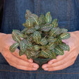 4 FITTONIA PINK houseplant in nursery planter being held by a person in a blue denim apron for scale