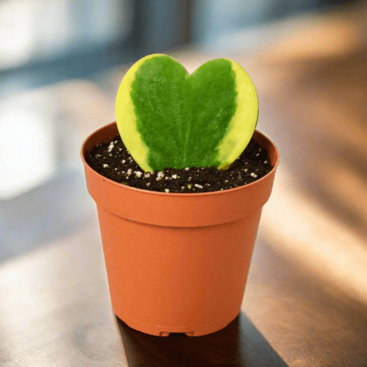 tiny heart succulent The Snobby Leaf | Hoya Sweetheart Variegated - 4 inch Pot