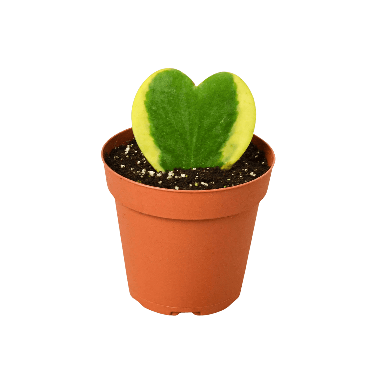 small heart shaped succulent The Snobby Leaf | Hoya Sweetheart Variegated - 4 inch Pot