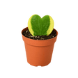 isolated 4 inch planter with a hoya heart variegated variety