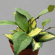 HOYA KRIMSON PRINCESS in nursery planter