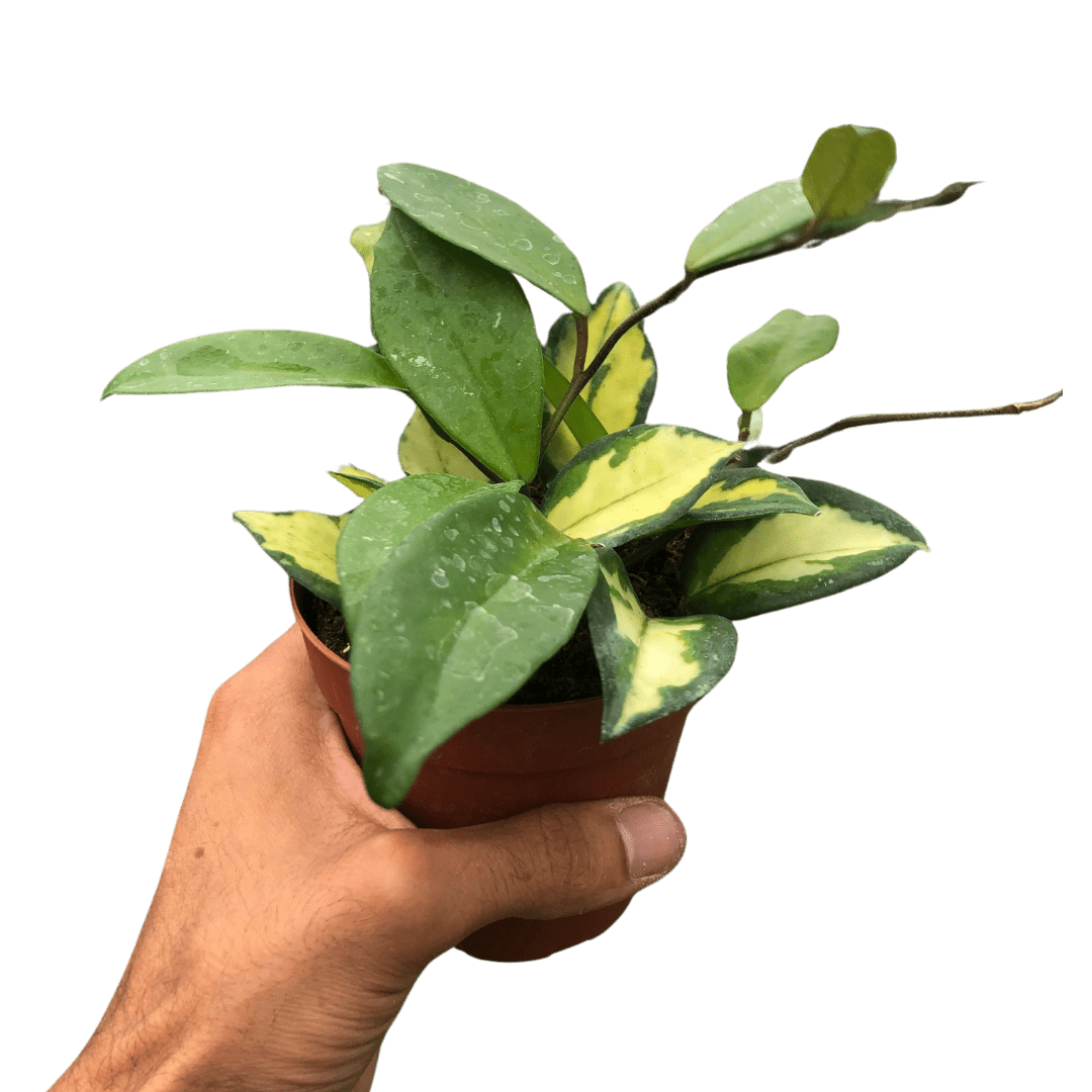 Nationwide Plants Hoya Carnosa - Thumbnail 4