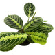 A young Maranta 'Lemon Lime' plant with exotic green and yellow leaves in 4 inch nursery pot on white background.