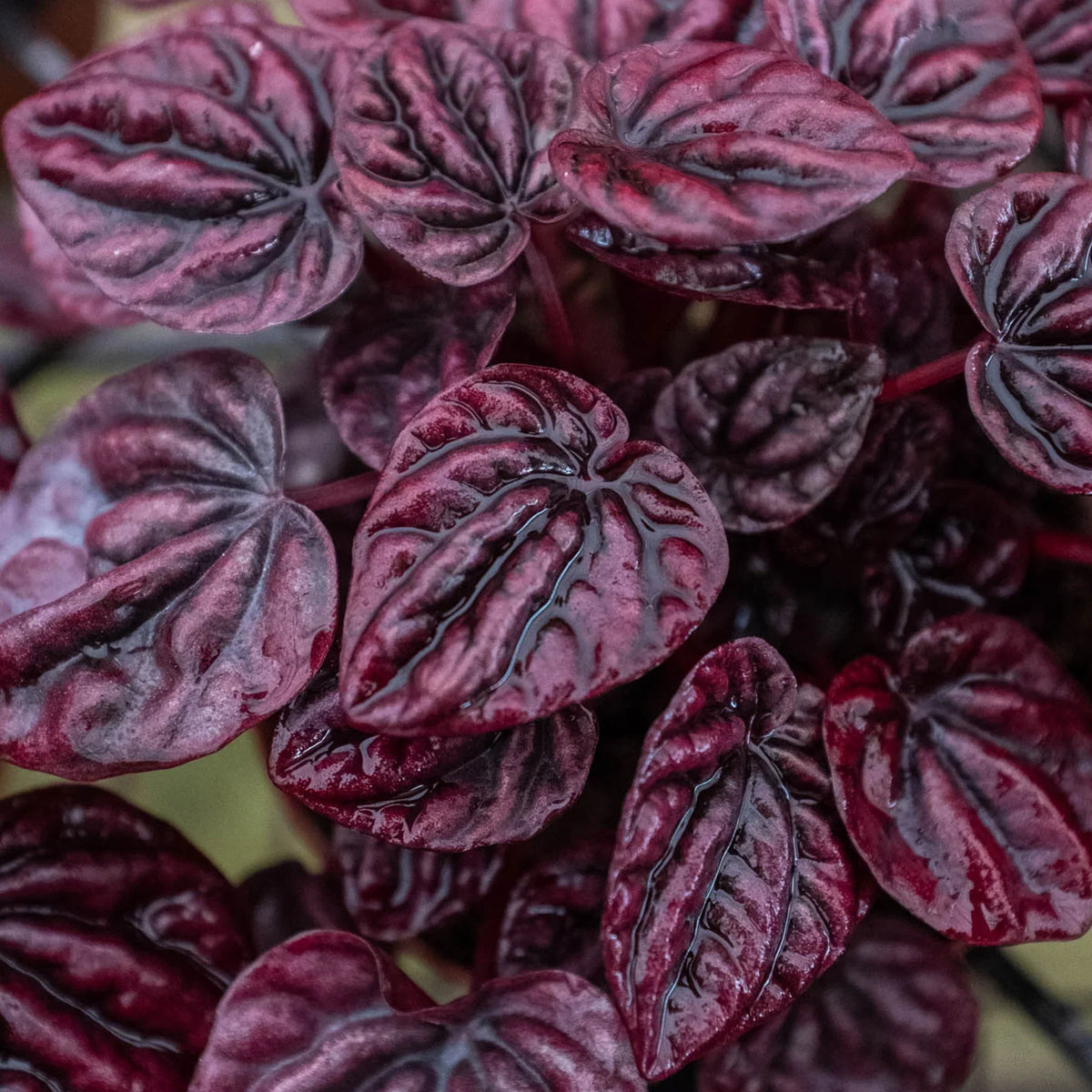 Peperomia 'Ripple Red' – Bold, Rich, Burgundy Textured Houseplant
