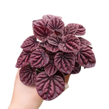 Peperomia 'Ripple Red'