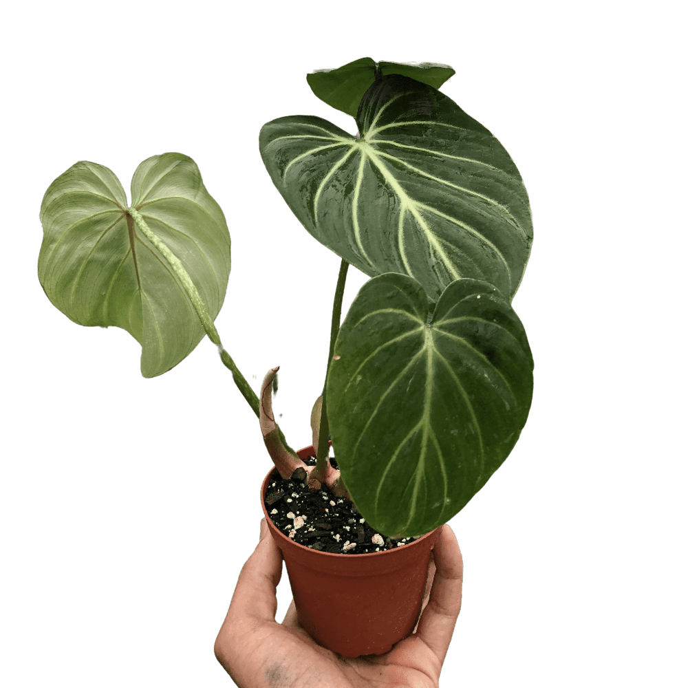 juvenile philodendron gloriosum 6p! Philodendron Gloriosum /Tropical