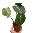 Houseplant philodendron gloriosum houseplant in 4 inch nursery planter.