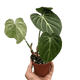 Houseplant philodendron gloriosum houseplant in 4 inch nursery planter.