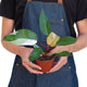 person holding a 4 inch planter with the philodendron pink princess houseplant in a nursery planter