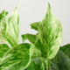 Close-up of a Pothos 'Marble Queen' leaf with green and white marbling.