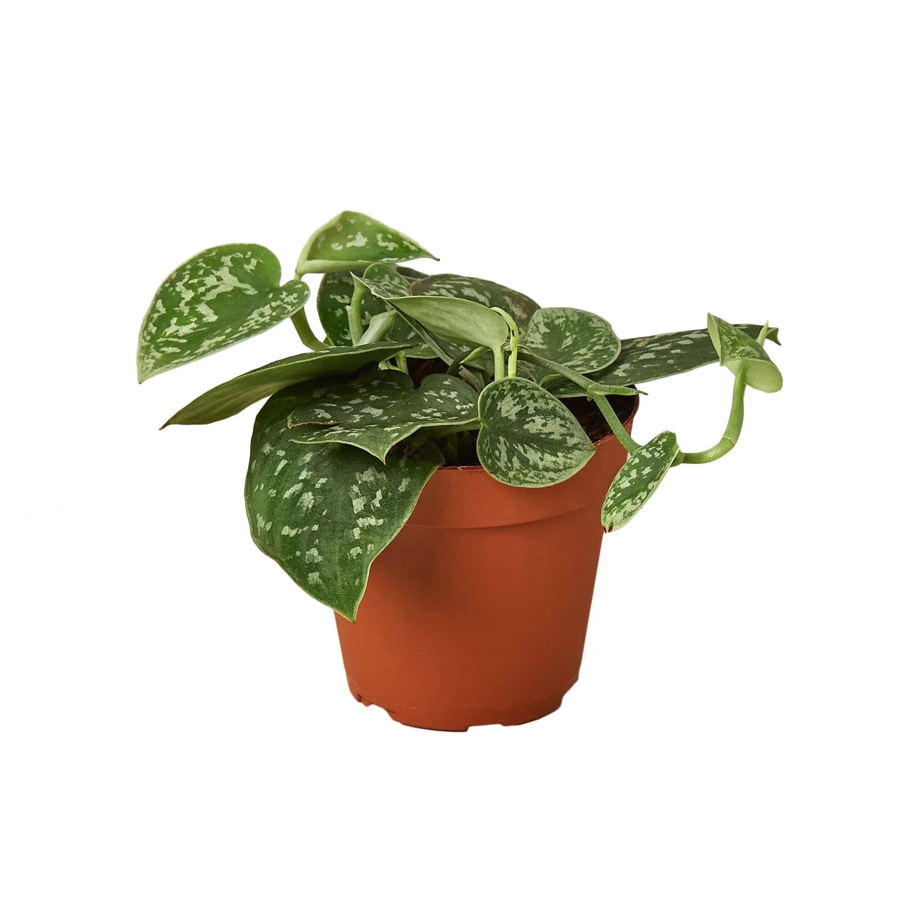 Nationwide Plants Pothos