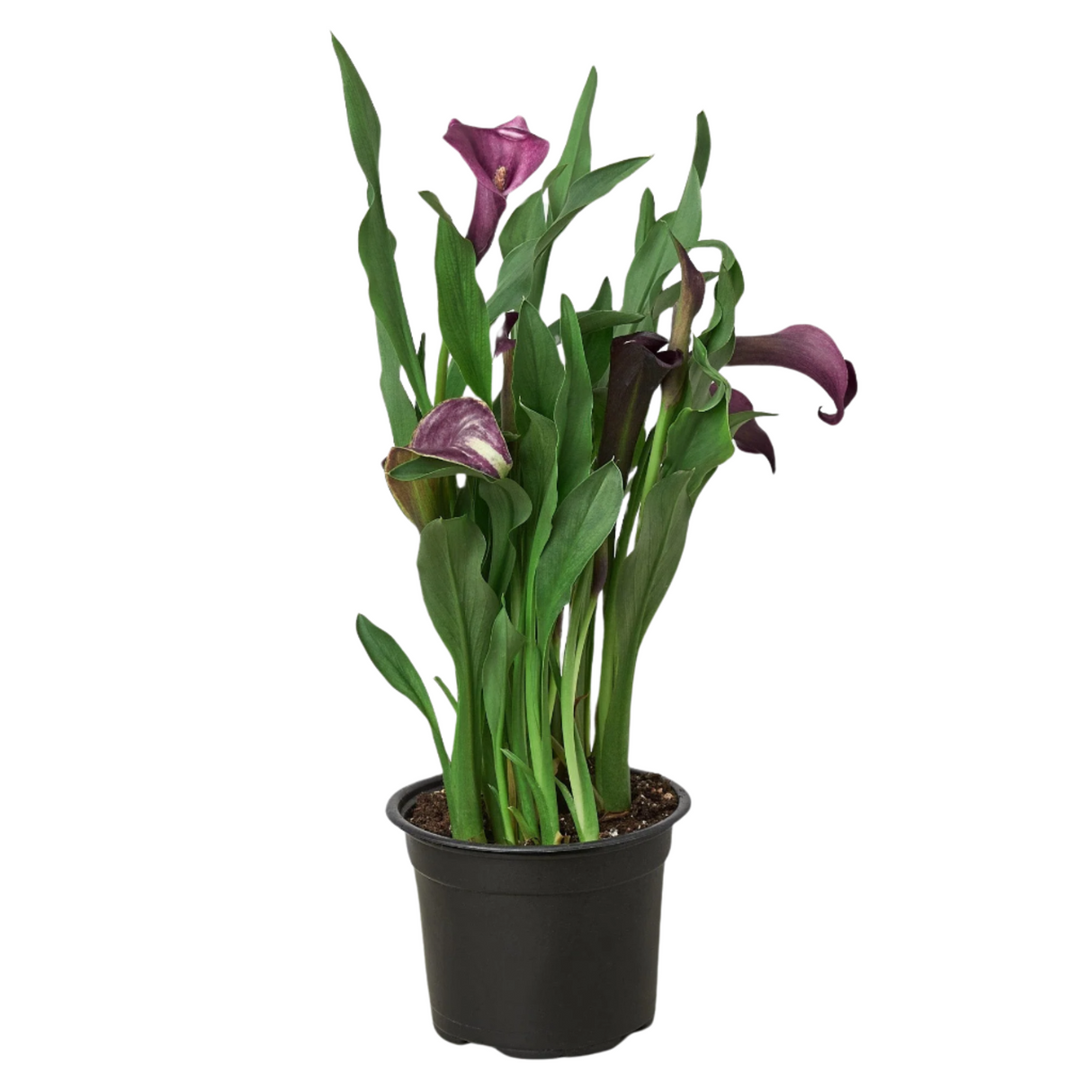 Dark purple calla lily houseplant in nursery planter.