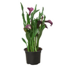 Dark purple calla lily houseplant in nursery planter.