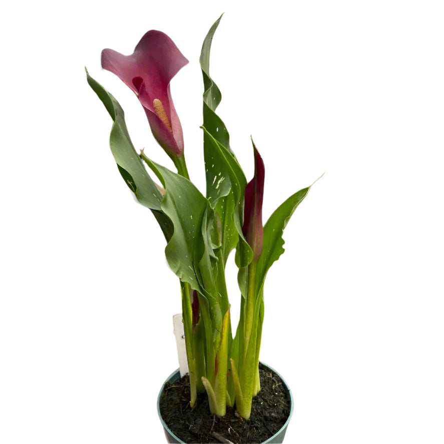 purple calla lily houseplant on white background