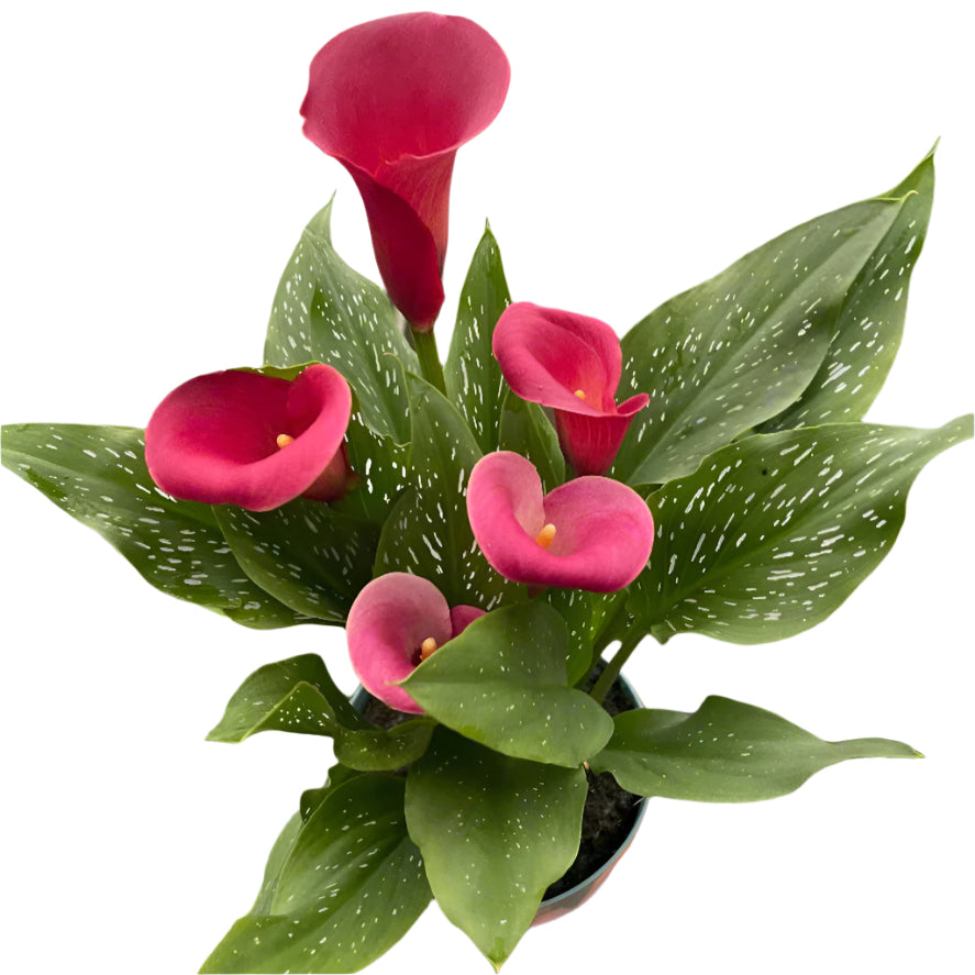 Red calla lily houseplant with bright green leaves speckled with white on neutral background