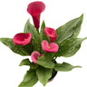 Red calla lily houseplant with bright green leaves speckled with white on neutral background