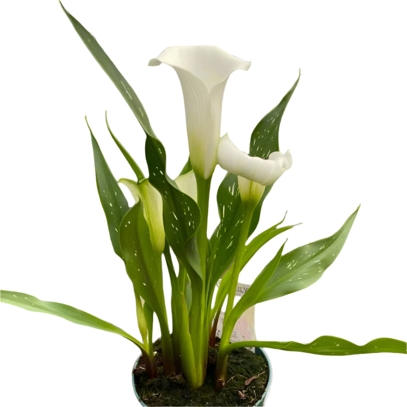 White calla lily houseplant with bright green foliage against a neutral grey background