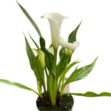 White calla lily houseplant with bright green foliage against a neutral grey background