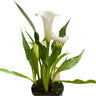 White calla lily houseplant with bright green foliage against a neutral grey background