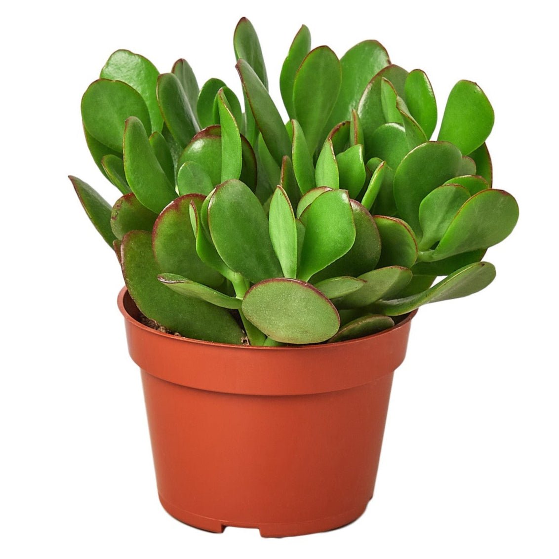 jade friendship plant Crassula Ovata Obliqua Jade Plant