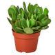 crassula ovata jade houseplant in a 4 inch nursery planter on a white background